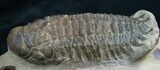 Bargain Crotalocephalina Trilobite - #7961-2